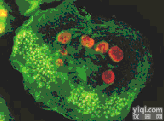 <em>小鼠</em>红<em>白血病</em><em>细胞</em>，MEL<em>细胞</em>