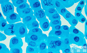 人<em>胚胎</em>肠<em>粘膜</em><em>细胞</em> CCC-HIE-2<em>细胞</em>