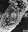 <em>标准品</em>  烟曲霉素/Fumagillin Standard