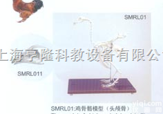 SMRL01  动物解剖<em>模型</em>|鸡<em>骨骼</em><em>模型</em>|鸡<em>骨骼</em>|鸡<em>骨骼</em>标本