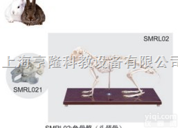 SMRL02  动物解剖<em>模型</em>|兔<em>骨骼</em><em>模型</em>|兔<em>骨骼</em>|兔<em>骨骼</em>标本
