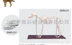 SMRL031  狗骨骼模型（头<em>颅骨</em>）|狗骨骼（头<em>颅骨</em>）|狗骨骼标本（头<em>颅骨</em>）