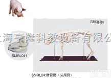 SMRL04  动物解剖<em>模型</em>|猪<em>骨骼</em><em>模型</em>|猪<em>骨骼</em>|猪<em>骨骼</em>标本
