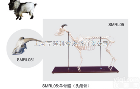SMRL051  动物解剖模型|羊头<em>颅骨</em>模型|羊头<em>颅骨</em>|羊头<em>颅骨</em>骼<em>标本</em>