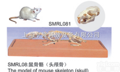 SMRL081  动物解剖模型|老鼠头<em>颅骨</em>模型|老鼠头<em>颅骨</em>|老鼠头<em>颅骨</em>标本