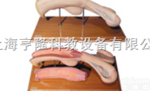 SMRL12  动物解剖<em>模型</em>|牛<em>子宫</em>解剖<em>模型</em>|牛<em>子宫</em>解剖