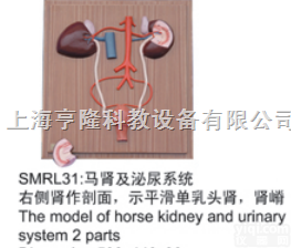SMRL31  动物解剖<em>模型</em>|马肾及<em>泌尿</em>系统<em>模型</em>|马肾及<em>泌尿</em>系统