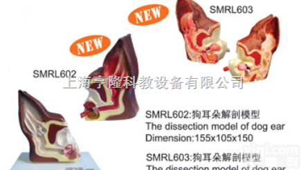 SMRL602、SMRL603  动物<em>解剖</em><em>模型</em>|狗耳朵<em>解剖</em><em>模型</em>|狗耳朵<em>解剖</em>