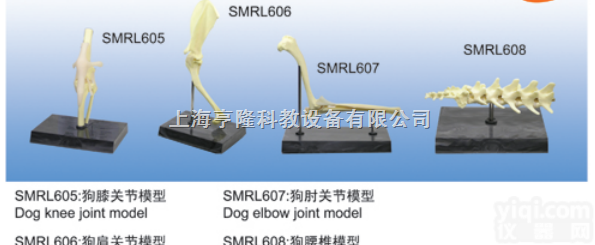 SMRL606  动物解剖<em>模型</em>|狗<em>肩关节</em><em>模型</em>|狗<em>肩关节</em>