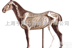 SMRL30  动物<em>解剖</em><em>模型</em>|马<em>解剖</em><em>模型</em>|马<em>解剖</em>