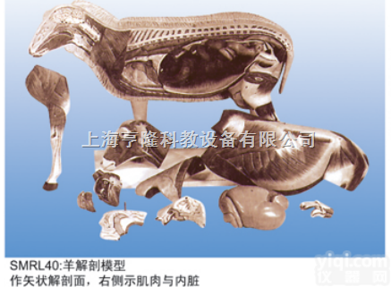 SMRL40  动物<em>解剖</em><em>模型</em>|羊<em>解剖</em><em>模型</em>|羊<em>解剖</em>
