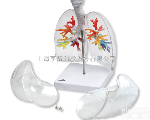 CT<em>支气管</em>带咽喉和透明<em>肺叶</em>