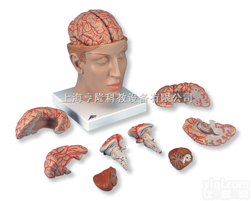 豪华型脑<em>模型</em>带颅底<em>动脉</em>，8部分