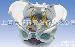 带<em>韧带</em>、神经和底肌的女性<em>骨盆</em><em>模型</em>
