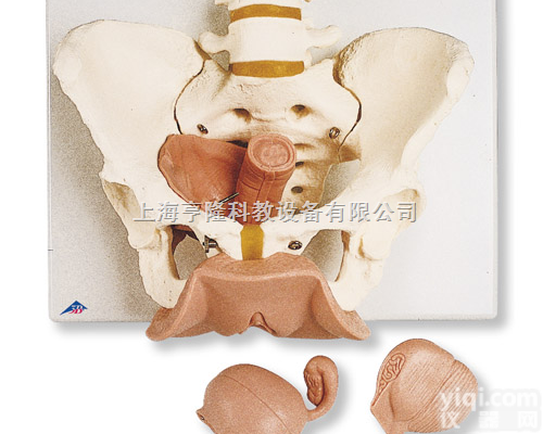 女性<em>骨盆</em>带<em>生殖</em><em>器官</em>模型