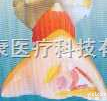 SMD066  女性内外<em>生殖</em>器解剖<em>模型</em>