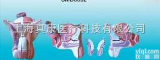 SMD0692  男性<em>生殖器</em>层次<em>解剖</em><em>模型</em>