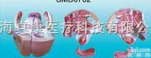 SMD0702  女性内外<em>生殖器</em>层次<em>解剖</em><em>模型</em>