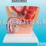 SMD0693  男性<em>盆腔</em><em>解剖</em>模型