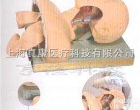 KAH-50  <em>气管</em><em>插管</em>模型｜<em>气管</em><em>插管</em>训练模型｜高级人体<em>气管</em><em>插管</em>训练模型