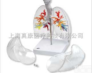 CT<em>支气管</em>带咽喉和透明<em>肺叶</em>