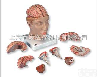 豪华型脑<em>模型</em>带颅底<em>动脉</em>，8部分