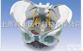 带<em>韧带</em>、神经和底肌的女性<em>骨盆</em><em>模型</em>