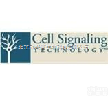 <em>CST</em>代理，<em>Cell</em> signal代理，抗体，p38 MAPK Ant...