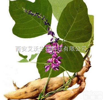 艾沃  <em>葛根</em>素 <em>葛根</em><em>黄酮</em> <em>葛根</em>素<em>提取物</em>