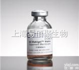 356237  BD <em>MatrigelTM</em>基底膜基质，无<em>酚红</em>