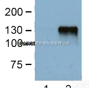 LT0420  抗Flag单抗,Flag<em>小鼠</em>源<em>单克隆</em>抗体