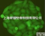 <em>细胞</em>株  <em>小鼠</em>胚胎<em>细胞</em>成<em>纤维</em><em>细胞</em>PA317