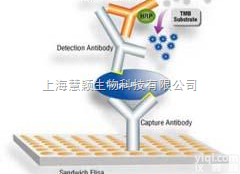 猪蓝<em>耳病</em>病毒（PRRS）<em>抗体</em>ELISA试剂盒