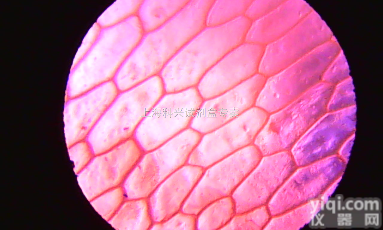 骨骼肌细胞总<em>蛋白质</em>抽提物,骨骼肌细胞总<em>蛋白质</em>抽提物<em>报价</em>