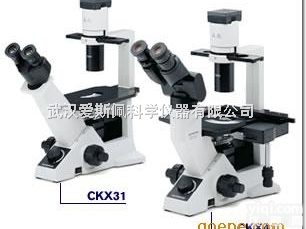 奥林巴斯CKX31-A12<em>PHP</em>  <em>倒置显微镜</em>