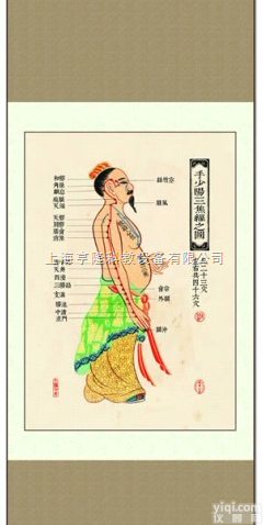 ZYJLGT  <em>中医针灸</em>挂图：十四经络 手<em>少阳</em>三焦经之图
