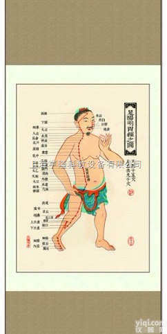 ZYJLGT  <em>中医针灸</em><em>挂图</em>：十四经络 足<em>阳明</em>胃经之图