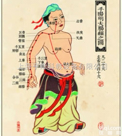 <em>中医针灸</em>挂图：手<em>阳明</em>大肠经之图（卡片）