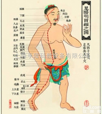 ZYQTGT  <em>中医针灸</em>挂图：足<em>阳明</em>胃经图 仿古宣纸画芯