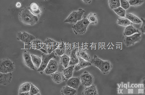 MCF-7/ADR人乳腺<em>癌细胞</em><em>阿霉素</em><em>耐药</em>株