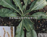 供应  <em>板蓝根</em><em>提取物</em>Radix isatidis P.E.