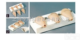 <em>KAH</em>/T33A  高级<em>人工流产</em>模拟<em>子宫</em>