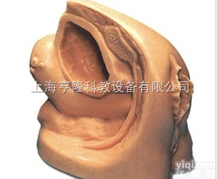 <em>KAH-A2  高级女性导尿外生殖器模型</em>
