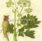 <em>白芷</em><em>提取物</em>10：1/5:1  <em>白芷</em><em>提取物</em>10：1/5:1