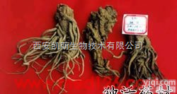 独活<em>提取物</em> 10：1/ <em>20</em>：1 　　  独活<em>提取物</em> 10：1/ <em>20</em>：1