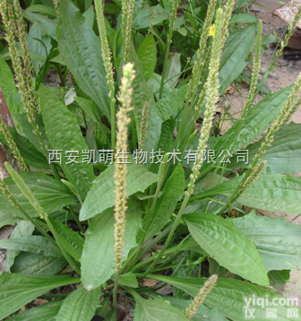 车前草<em>提取物</em>5：1 <em>10</em>：1 20：1 　  车前草<em>提取物</em>5：1 <em>10</em>：1 20：1