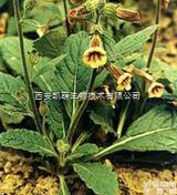 地黄<em>提取物</em>10：1 <em>20</em>：1  地黄<em>提取物</em>10：1 <em>20</em>：1