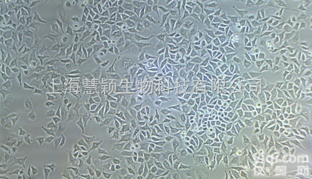 DC2.4 <em>小鼠</em><em>树突状</em><em>细胞株</em>