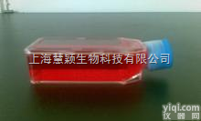 QBC939细胞，人<em>胆管</em><em>癌细胞</em>（株）