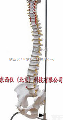 wi83268  体脊柱<em>模型</em>1:1人体脊椎<em>模型</em> 人体骨骼<em>模型</em> 含<em>骨盆</em>